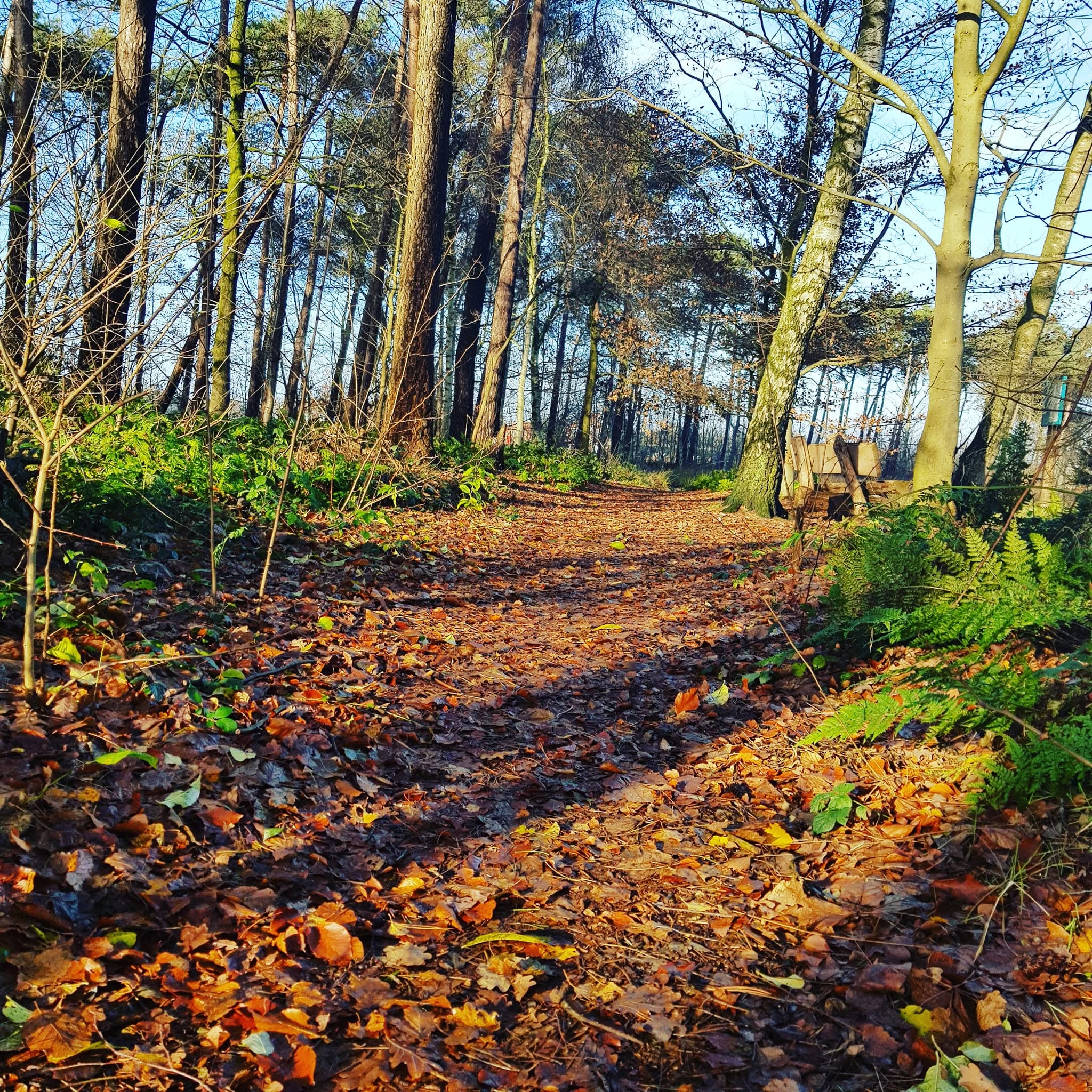 🌿 NOVEMBER — Wandeling, Ontbijt & Ijsbadsessie